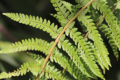 <i>Polystichum setiferum</i>