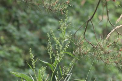 <i>Rumex hydrolapathum</i>
