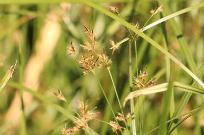 <i>Cyperus longus</i>