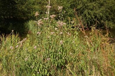 <i>Eupatorium cannabinum</i>