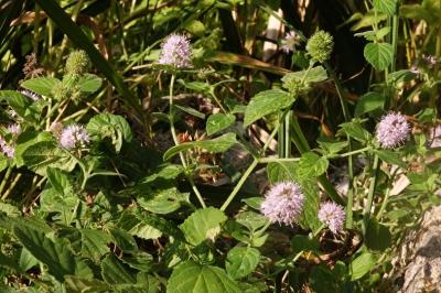 <i>Mentha aquatica</i>