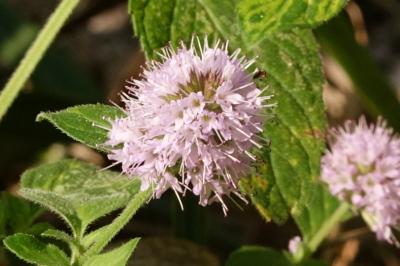<i>Mentha aquatica</i>