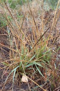 <i>Sporobolus indicus</i>