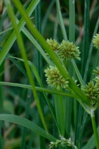 <i>Cyperus eragrostis</i>