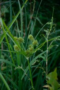 <i>Cyperus eragrostis</i>