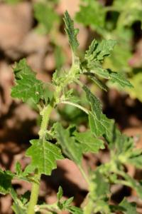 <i>Dysphania pumilio</i>