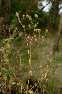 <i>Dipsacus pilosus</i>