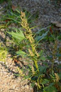 <i>Oxybasis rubra</i>