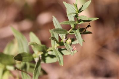 <i>Gratiola officinalis</i>