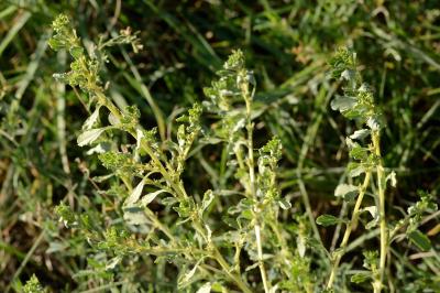 <i>Amaranthus albus</i>