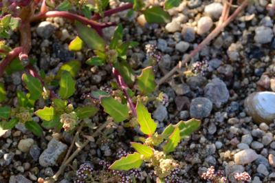 <i>Oxybasis glauca</i>