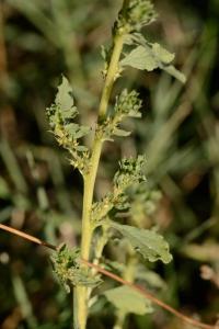 <i>Amaranthus albus</i>