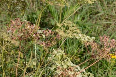 <i>Oreoselinum nigrum</i>