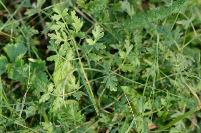 <i>Oreoselinum nigrum</i>