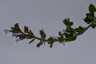 <i>Clinopodium nepeta</i>