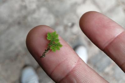 <i>Azolla filiculoides</i>