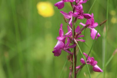 <i>Anacamptis laxiflora</i>