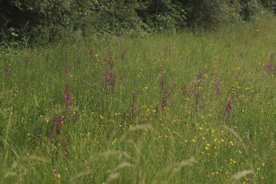 <i>Anacamptis laxiflora</i>