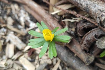 <i>Eranthis hyemalis</i>