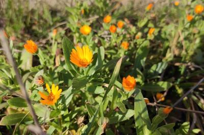 <i>Calendula officinalis</i>