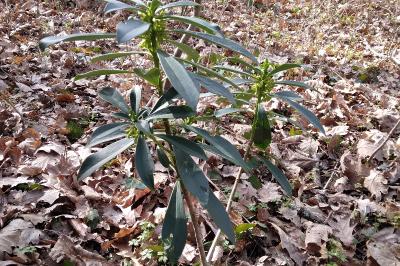 <i>Daphne laureola</i>