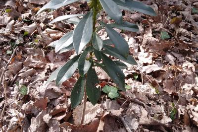 <i>Daphne laureola</i>