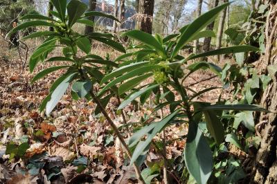 <i>Daphne laureola</i>