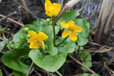 <i>Caltha palustris</i>