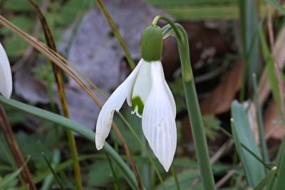<i>Galanthus nivalis</i>