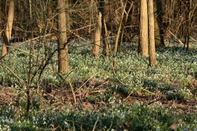 <i>Galanthus nivalis</i>
