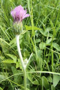 <i>Cirsium dissectum</i>