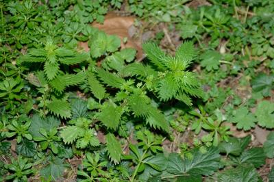 <i>Urtica urens</i>