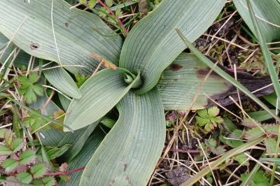<i>Ophrys apifera</i>