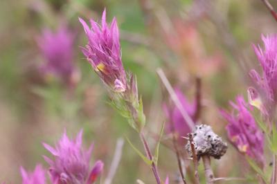 <i>Melampyrum arvense</i>