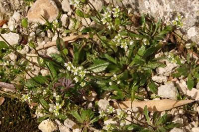 <i>Draba verna</i>