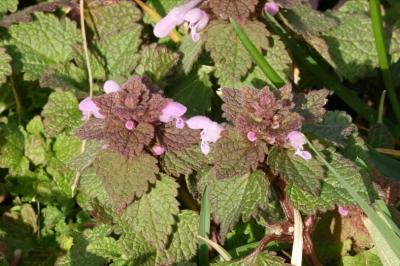 <i>Lamium purpureum</i>