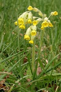 <i>Primula veris</i>