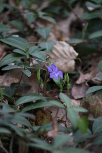 <i>Vinca minor</i>