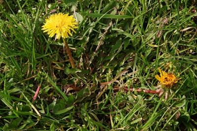<i>Taraxacum officinale</i>