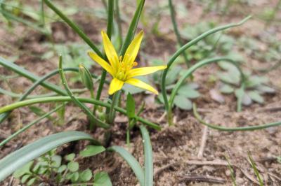 Liliaceae