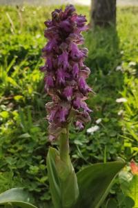 <i>Himantoglossum robertianum</i>