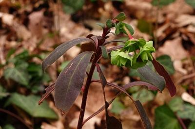 <i>Euphorbia amygdaloides</i>