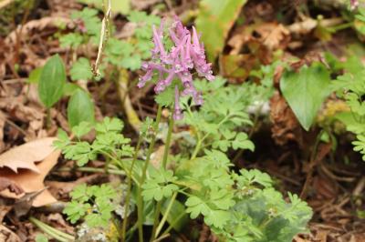 <i>Corydalis solida</i>
