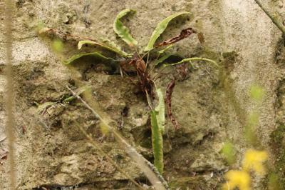 <i>Asplenium scolopendrium</i>