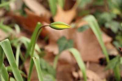 <i>Tulipa sylvestris</i>