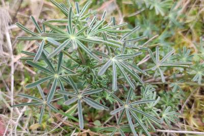 <i>Lupinus angustifolius</i>