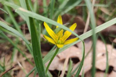 <i>Gagea pratensis</i>