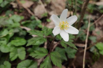 <i>Anemone nemorosa</i>