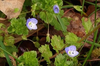 <i>Veronica persica</i>