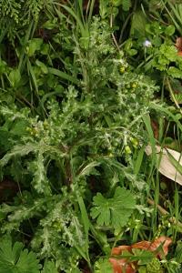 <i>Senecio vulgaris</i>
